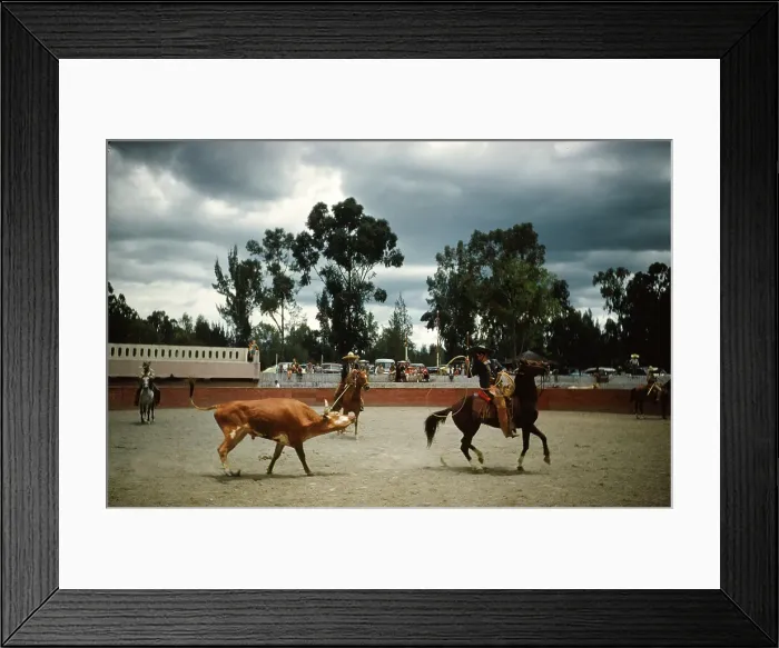 Framed Print : Bull fighting in Acapulco Framed Print : Bull fighting in Acapulco