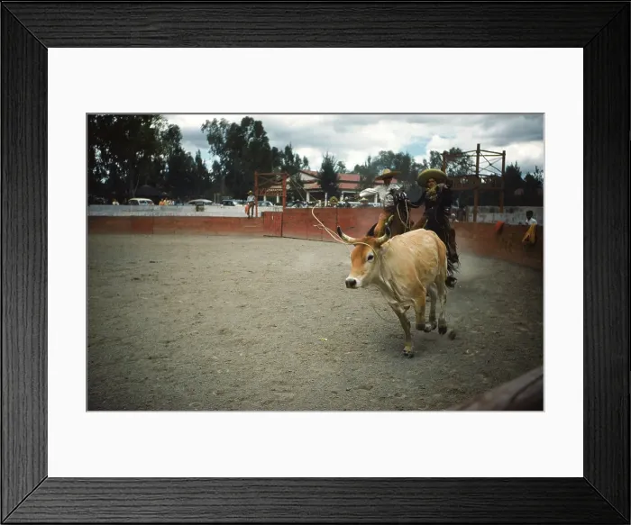 Framed Print : Bull fighting in Acapulco Framed Print : Bull fighting in Acapulco