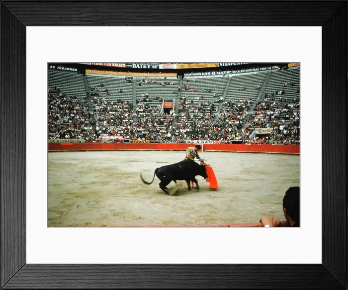 Framed Print : Bull fighting in Acapulco Framed Print : Bull fighting in Acapulco