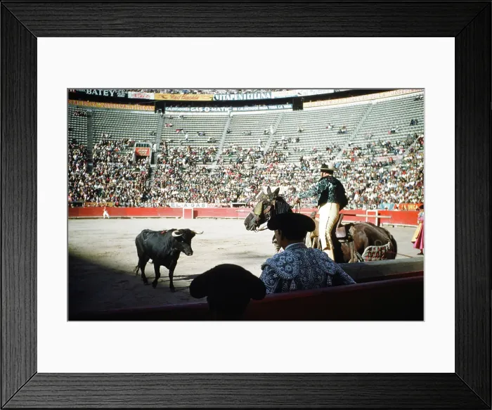 Framed Print : Bull fighting in Acapulco Framed Print : Bull fighting in Acapulco
