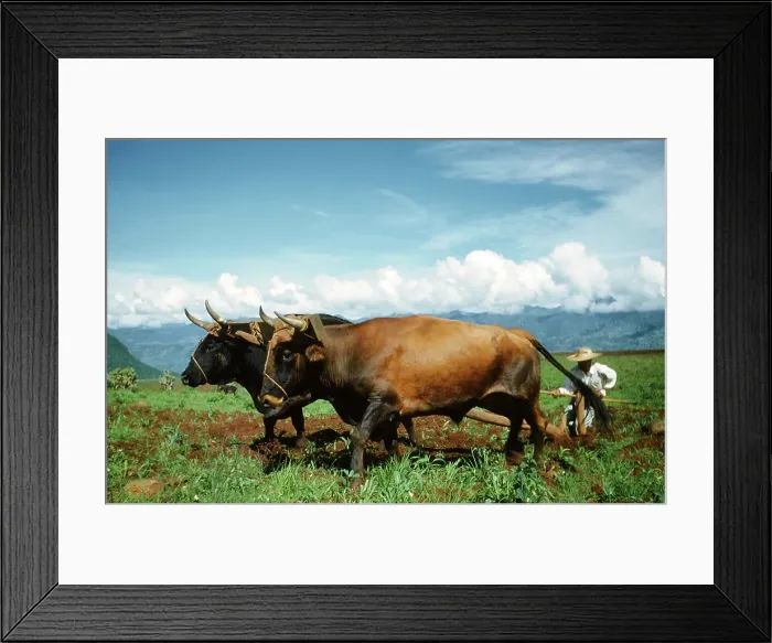 Framed Print : Farming in Mexico Framed Print : Farming in Mexico
