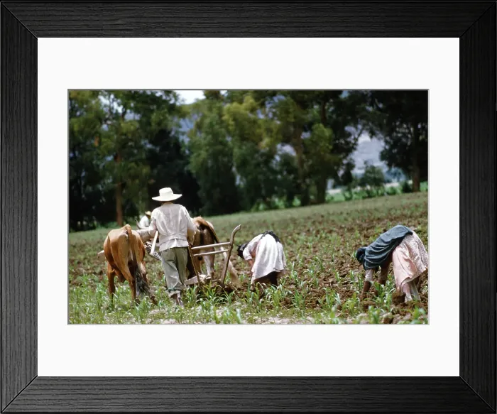 Framed Print : Farming in Mexico Framed Print : Farming in Mexico