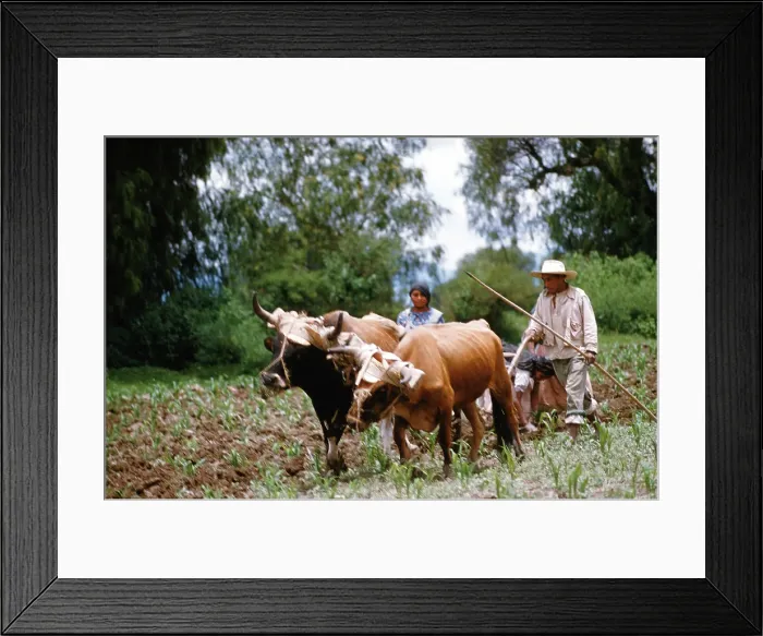 Framed Print : Farming in Mexico Framed Print : Farming in Mexico