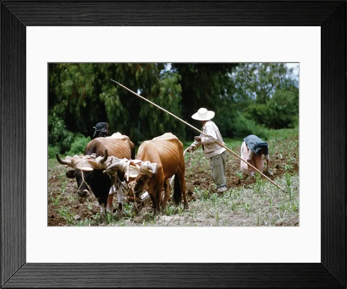 Framed Print : Farming in Mexico Framed Print : Farming in Mexico