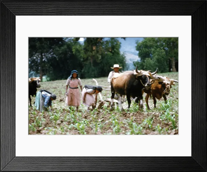 Framed Print : Farming in Mexico Framed Print : Farming in Mexico