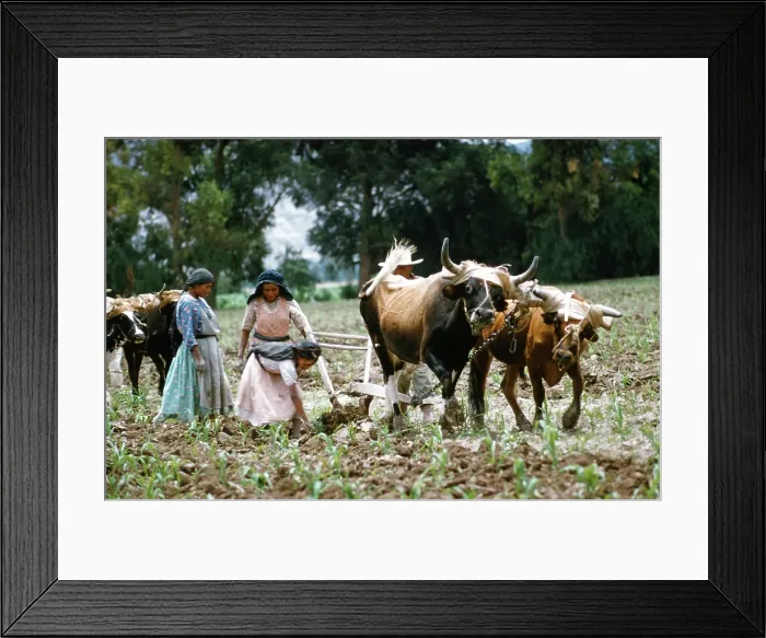 Framed Print : Farming in Mexico Framed Print : Farming in Mexico