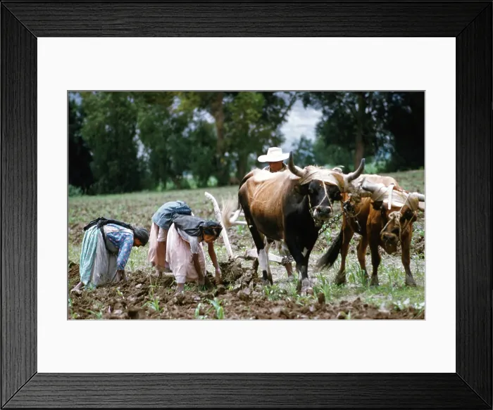Framed Print : Farming in Mexico Framed Print : Farming in Mexico