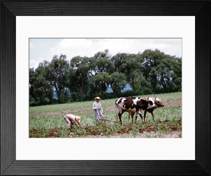 Framed Print : Farming in Mexico Framed Print : Farming in Mexico