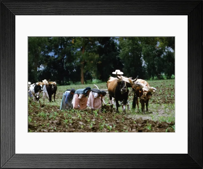 Framed Print : Farming in Mexico Framed Print : Farming in Mexico