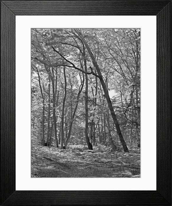 Framed Print : Forest Of Fontainebleau Framed Print : Forest Of Fontainebleau