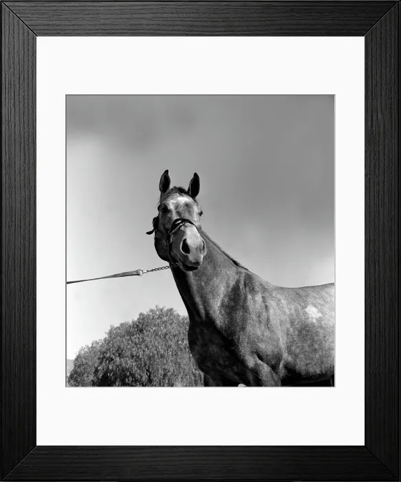 Framed Print : Santa Anita Framed Print : Santa Anita