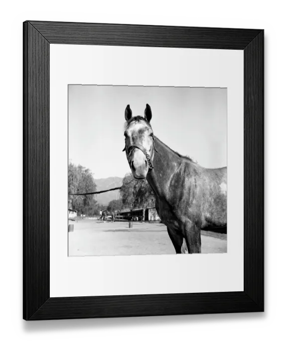 Framed Print : Santa Anita Framed Print : Santa Anita