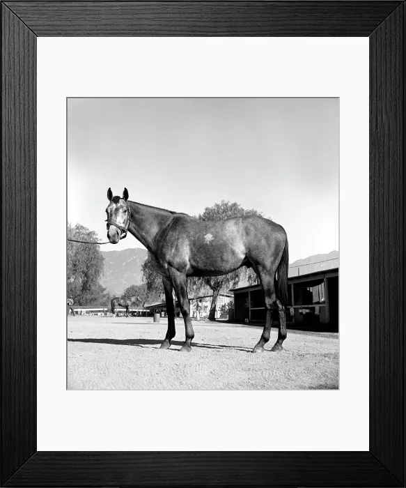Framed Print : Santa Anita Framed Print : Santa Anita