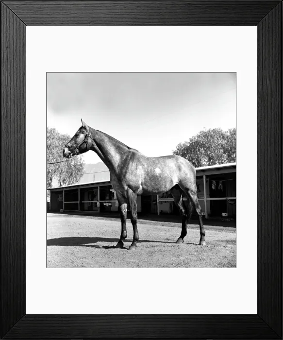 Framed Print : Santa Anita Framed Print : Santa Anita