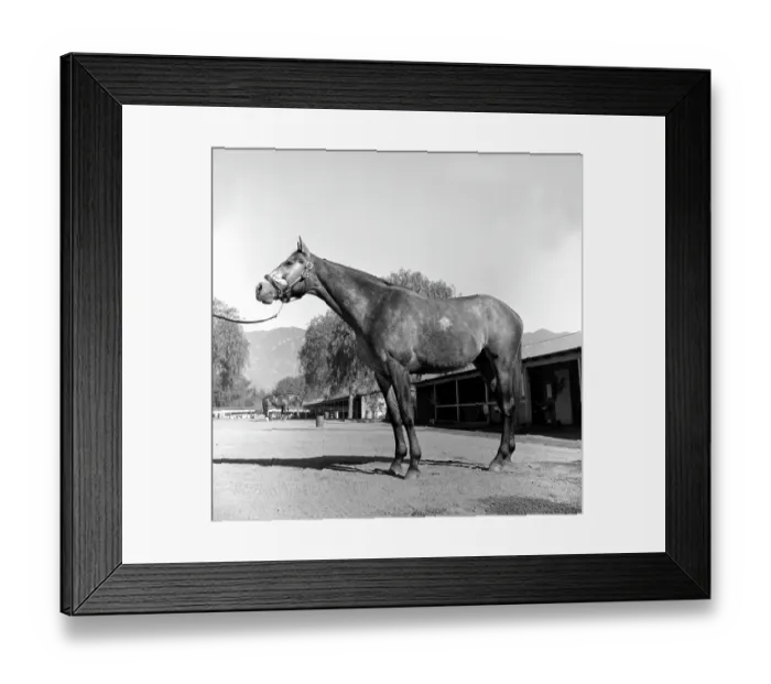 Framed Print : Santa Anita Framed Print : Santa Anita