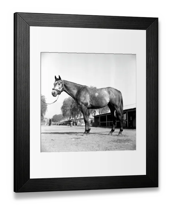 Framed Print : Santa Anita Framed Print : Santa Anita