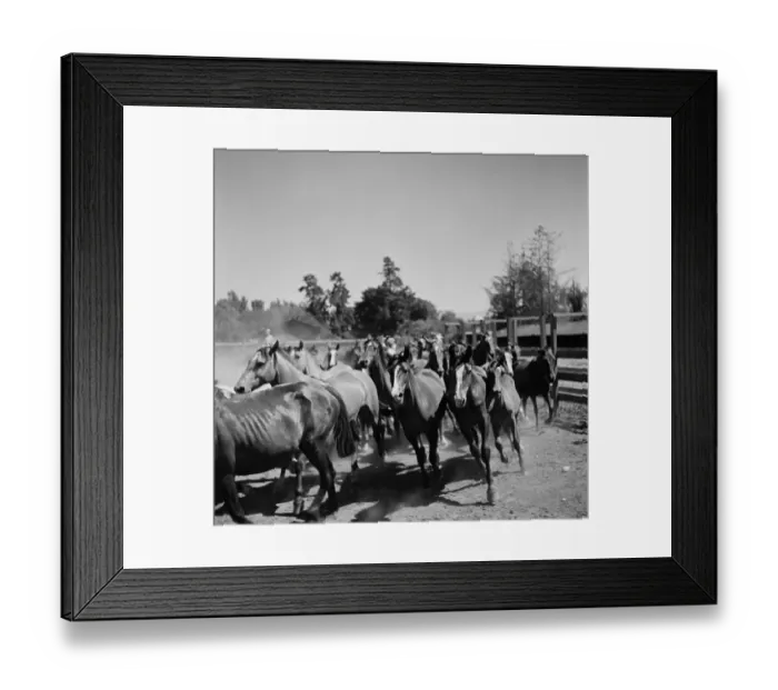 Framed Print : Huaso of Chile Framed Print : Huaso of Chile