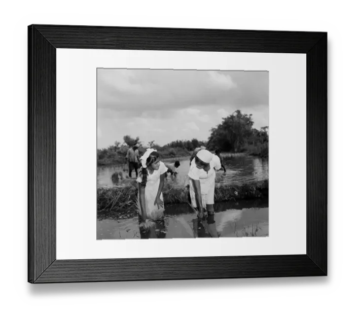 Framed Print : Suriname Diversity Framed Print : Suriname Diversity