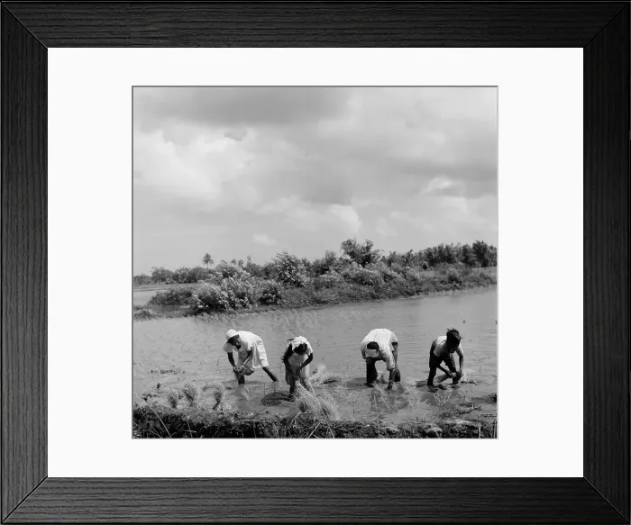 Framed Print : Suriname Diversity
