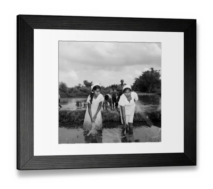 Framed Print : Suriname Diversity Framed Print : Suriname Diversity