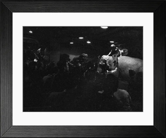 Framed Print : Marilyn Rides A Pink Elephant Framed Print : Marilyn Rides A Pink Elephant