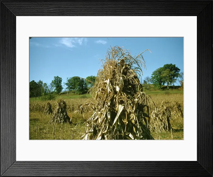 Framed Print : Sorghum Harvest Framed Print : Sorghum Harvest