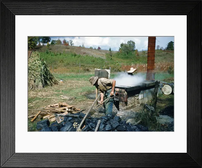 Framed Print : Sorghum Harvest Framed Print : Sorghum Harvest