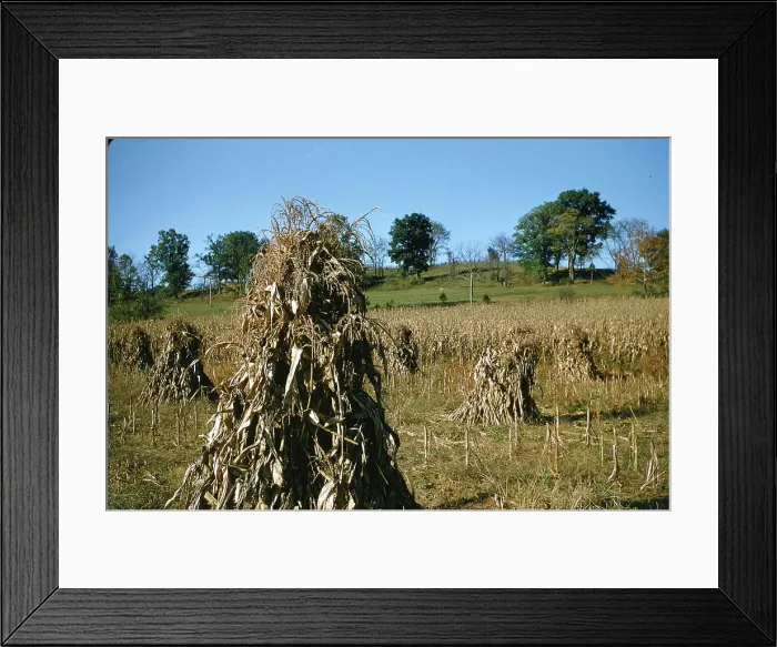 Framed Print : Sorghum Harvest Framed Print : Sorghum Harvest