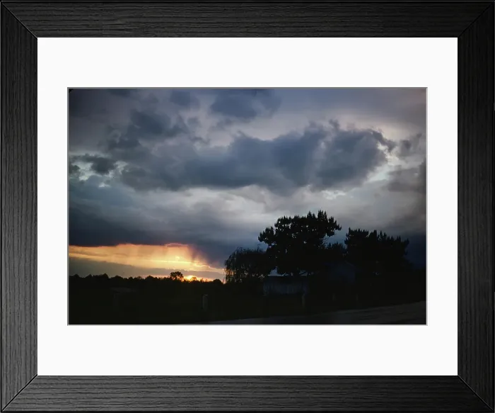 Framed Print : Sorghum Harvest Framed Print : Sorghum Harvest