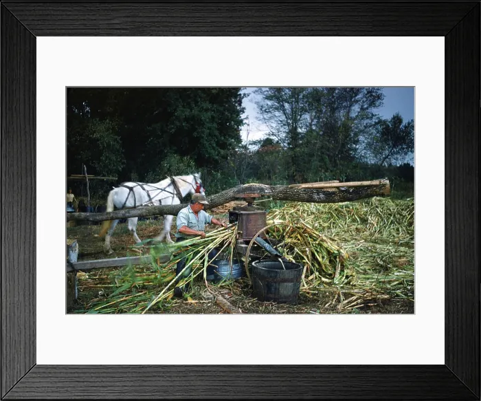 Framed Print : Sorghum Harvest Framed Print : Sorghum Harvest