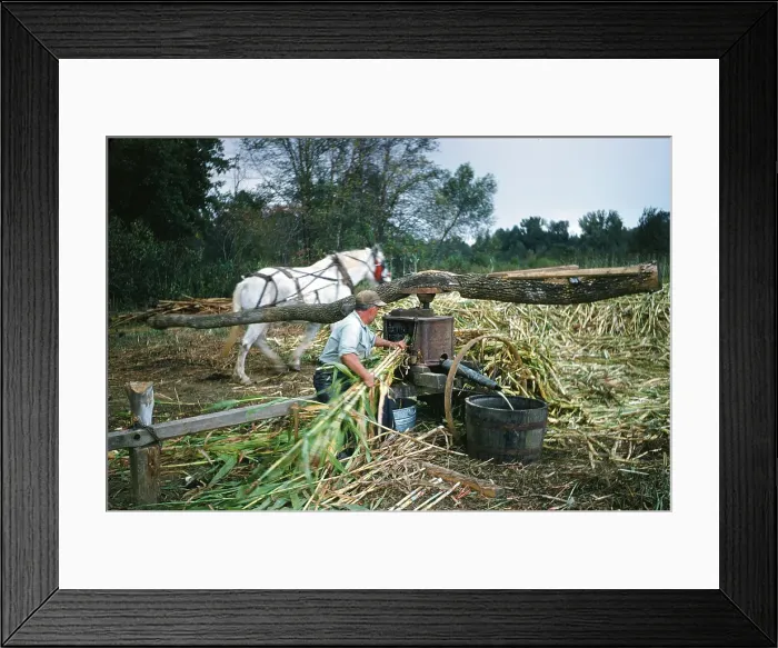 Framed Print : Sorghum Harvest Framed Print : Sorghum Harvest
