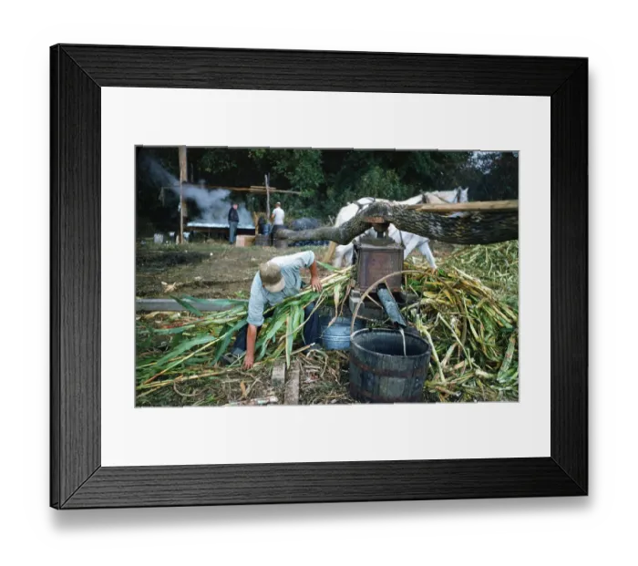 Framed Print : Sorghum Harvest Framed Print : Sorghum Harvest