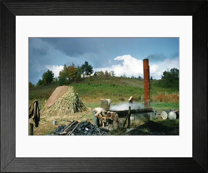 Framed Print : Sorghum Harvest Framed Print : Sorghum Harvest