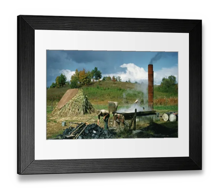 Framed Print : Sorghum Harvest Framed Print : Sorghum Harvest