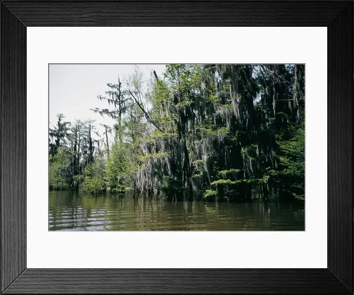 Framed Print : Life On The Bayou