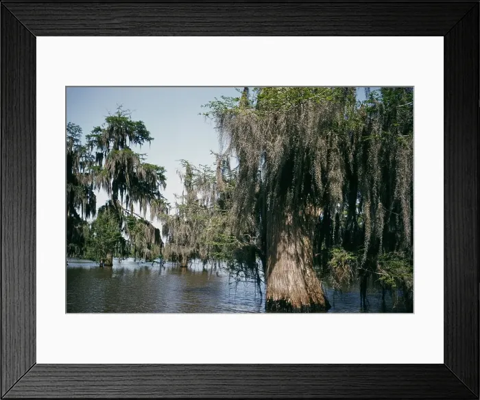 Framed Print : Life On The Bayou Framed Print : Life On The Bayou