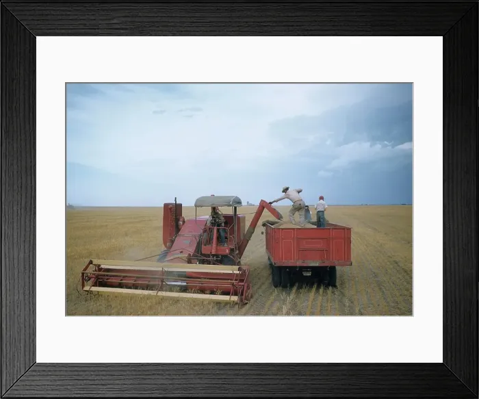 Framed Print : WHEAT HARVEST IN KANSAS Framed Print : WHEAT HARVEST IN KANSAS