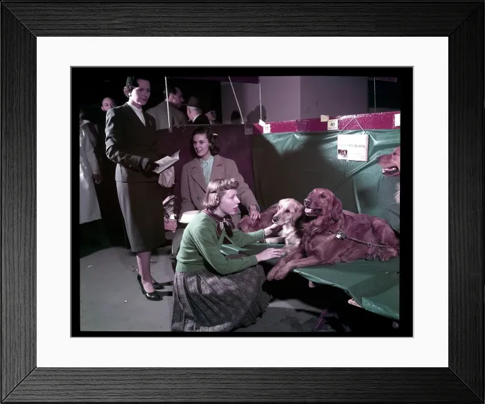 Framed Print : WESTMINSTER DOG SHOW 1957 Framed Print : WESTMINSTER DOG SHOW 1957