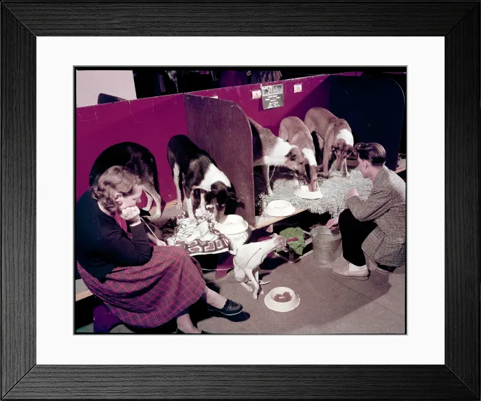 Framed Print : WESTMINSTER DOG SHOW 1957 Framed Print : WESTMINSTER DOG SHOW 1957