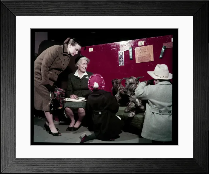 Framed Print : WESTMINSTER DOG SHOW 1957 Framed Print : WESTMINSTER DOG SHOW 1957