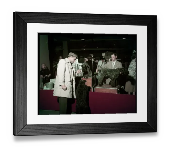 Framed Print : WESTMINSTER DOG SHOW 1957