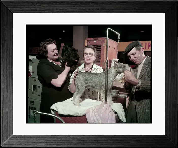 Framed Print : WESTMINSTER DOG SHOW 1957