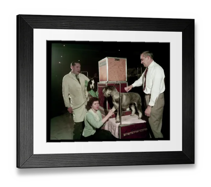 Framed Print : WESTMINSTER DOG SHOW 1957 Framed Print : WESTMINSTER DOG SHOW 1957