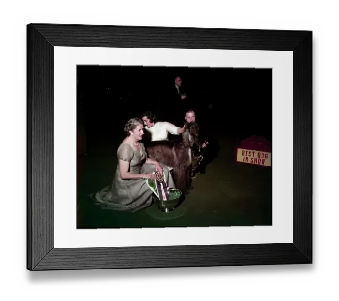 Framed Print : WESTMINSTER DOG SHOW 1957 Framed Print : WESTMINSTER DOG SHOW 1957