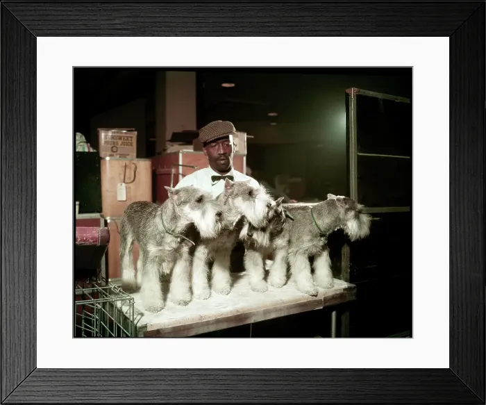 Framed Print : WESTMINSTER DOG SHOW 1957 Framed Print : WESTMINSTER DOG SHOW 1957