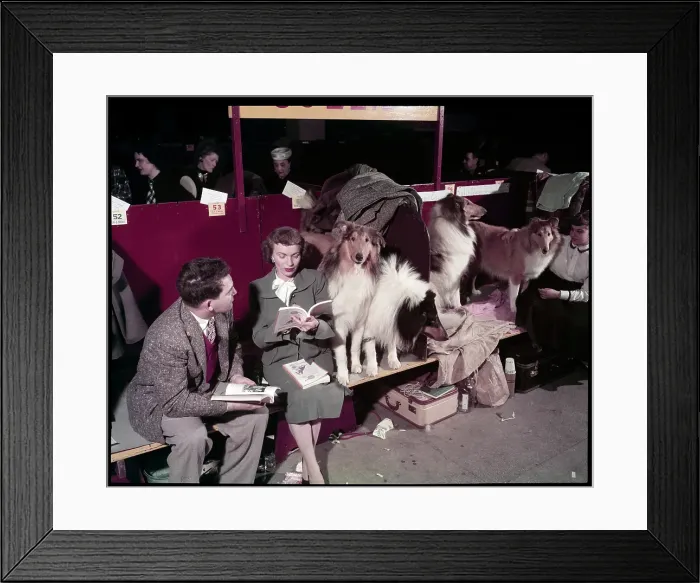 Framed Print : WESTMINSTER DOG SHOW 1957
