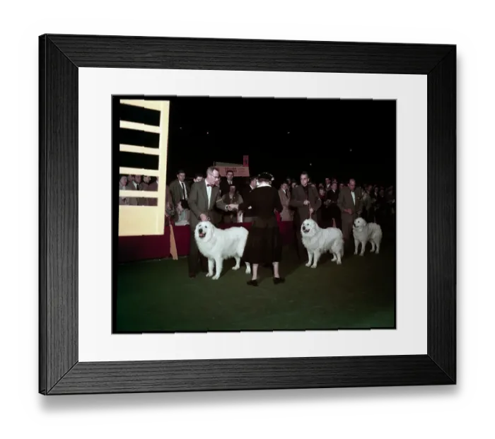 Framed Print : WESTMINSTER DOG SHOW 1957 Framed Print : WESTMINSTER DOG SHOW 1957