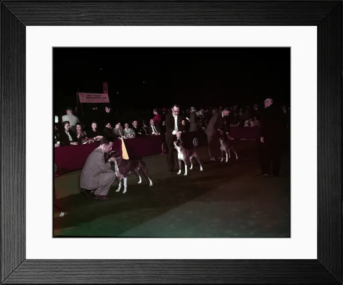 Framed Print : WESTMINSTER DOG SHOW 1957 Framed Print : WESTMINSTER DOG SHOW 1957