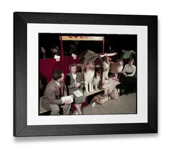 Framed Print : WESTMINSTER DOG SHOW 1957 Framed Print : WESTMINSTER DOG SHOW 1957