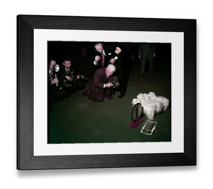 Framed Print : WESTMINSTER DOG SHOW 1957 Framed Print : WESTMINSTER DOG SHOW 1957